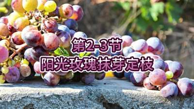 第2-3节-阳光玫瑰抹芽定枝