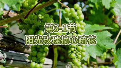 第3-1节-阳光玫瑰摘心疏花