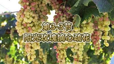 第3-3节-阳光玫瑰摘心疏花