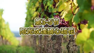第3-5节-阳光玫瑰摘心疏花