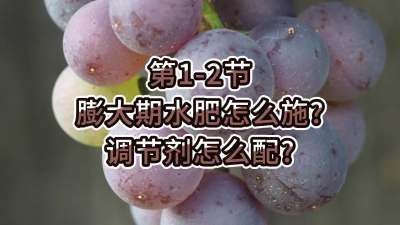 第1-2节-膨大期水肥怎么施？调节剂怎么配？