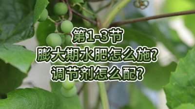 第1-3节-膨大期水肥怎么施？调节剂怎么配？