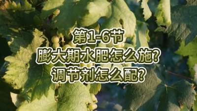 第1-6节-膨大期水肥怎么施？调节剂怎么配？