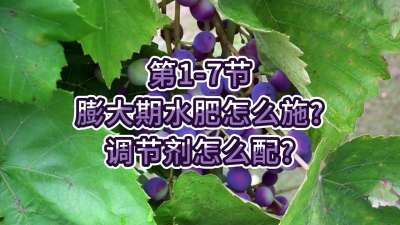 第1-7节-膨大期水肥怎么施？调节剂怎么配？