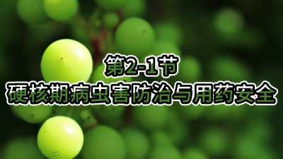 第2-1节-硬核期病虫害防治与用药安全