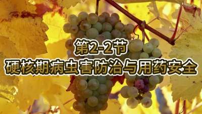 第2-2节-硬核期病虫害防治与用药安全