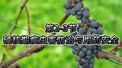 第2-3节-硬核期病虫害防治与用药安全
