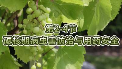 第2-4节-硬核期病虫害防治与用药安全