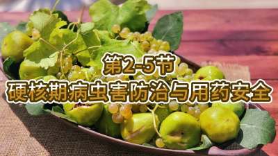 第2-5节-硬核期病虫害防治与用药安全
