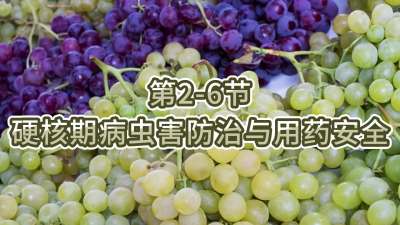 第2-6节-硬核期病虫害防治与用药安全