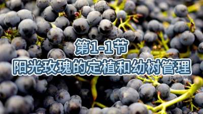 第1-1节-阳光玫瑰的定植和幼树管理