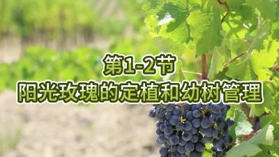 第1-2节-阳光玫瑰的定植和幼树管理