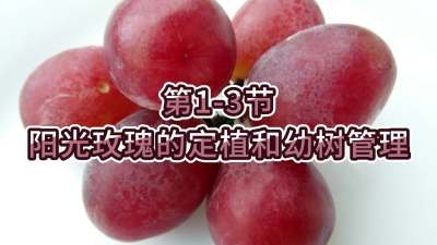 第1-3节-阳光玫瑰的定植和幼树管理
