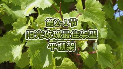 第2-1节-阳光玫瑰最佳架型-平棚架