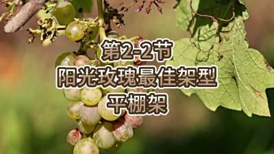 第2-2节-阳光玫瑰最佳架型-平棚架