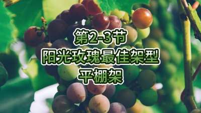 第2-3节-阳光玫瑰最佳架型-平棚架