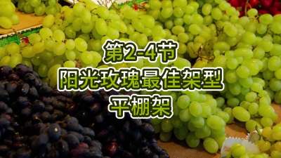 第2-4节-阳光玫瑰最佳架型-平棚架