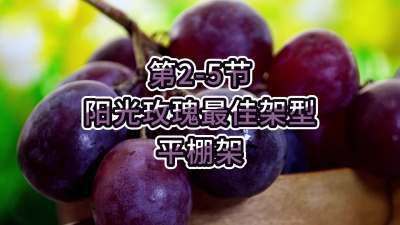 第2-5节-阳光玫瑰最佳架型-平棚架