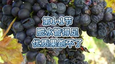 第1-1节-肥水管得足，优质果跑不了