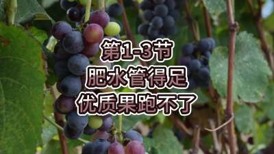 第1-3节-肥水管得足，优质果跑不了