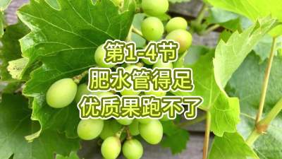 第1-4节-肥水管得足，优质果跑不了