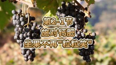 第2-1节-施对钙肥，坐果不再&ldquo;粒粒笑&rdquo;