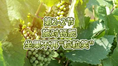 第2-2节-施对钙肥，坐果不再&ldquo;粒粒笑&rdquo;