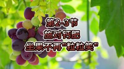 第2-3节-施对钙肥，坐果不再&ldquo;粒粒笑&rdquo;