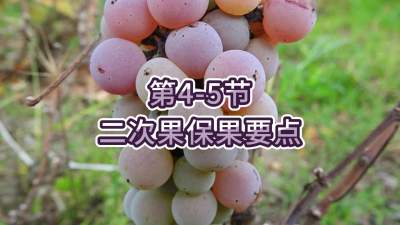 第4-5节-二次果保果要点