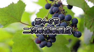 第4-6节-二次果保果要点