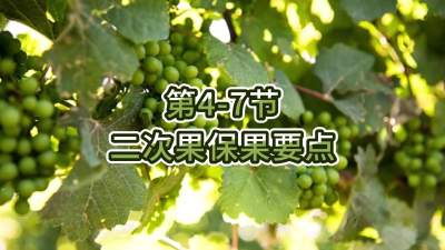 第4-7节-二次果保果要点