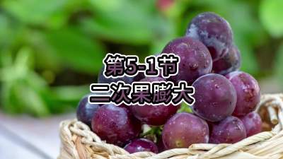 第5-1节-二次果膨大