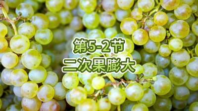 第5-2节-二次果膨大
