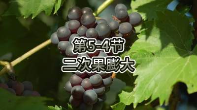 第5-4节-二次果膨大