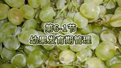 第6-1节-幼果发育期管理