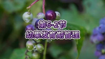 第6-2节-幼果发育期管理