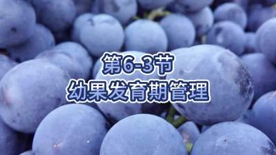 第6-3节-幼果发育期管理