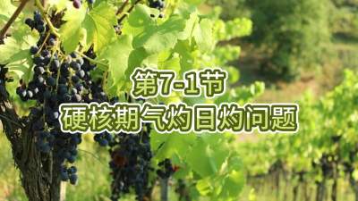 第7-1节-硬核期气灼日灼问题