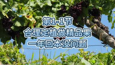 第1-1节-合理定植做精品果，一年回本没问题