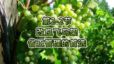 第2-2节-改良飞鸟架，省工管理的首选