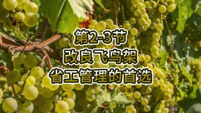 第2-3节-改良飞鸟架，省工管理的首选