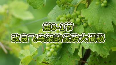 第3-1节-改良飞鸟架的优势大揭秘