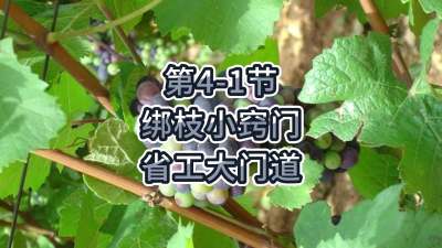 第4-1节-绑枝小窍门，省工大门道