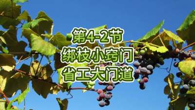 第4-2节-绑枝小窍门，省工大门道