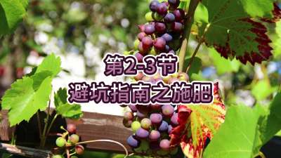 第2-3节-避坑指南之施肥