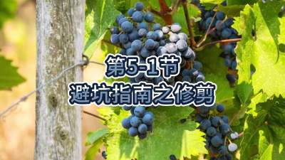 第5-1节-避坑指南之修剪