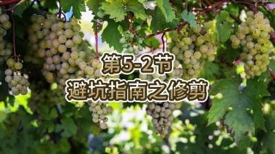 第5-2节-避坑指南之修剪