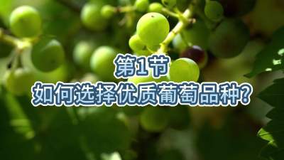 第1节-如何选择优质葡萄品种？