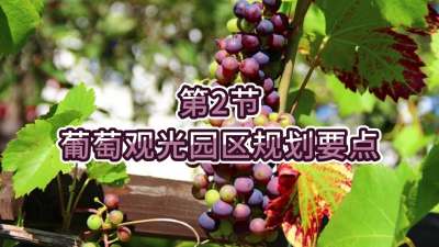 第2节-葡萄观光园区规划要点