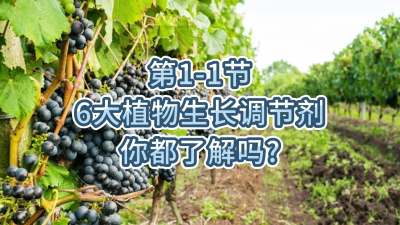 第1-1节-6大植物生长调节剂，你都了解吗？